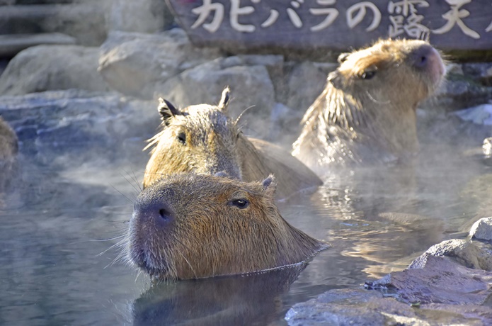 カピバラ