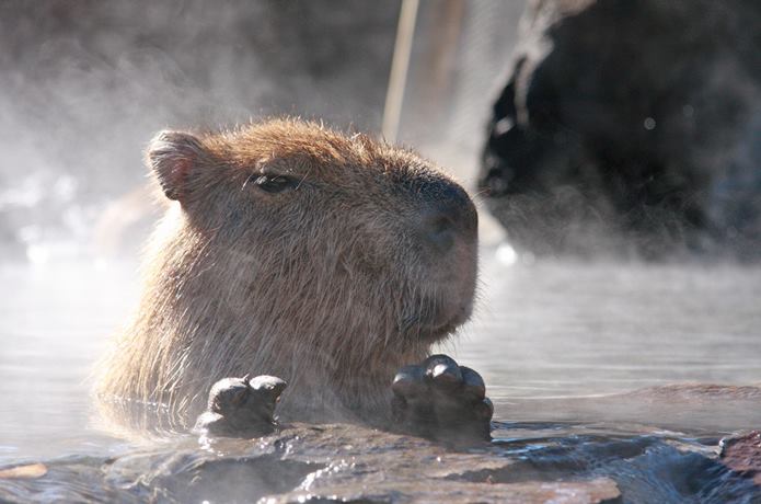 伊豆シャボテン公園　温泉とカピバラ