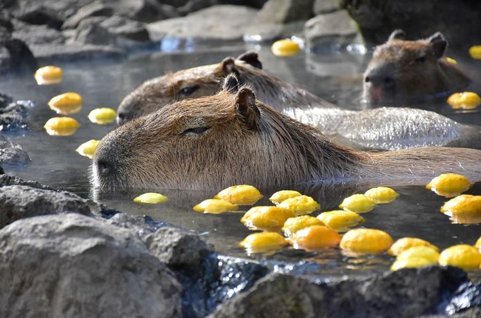伊豆　シャボテン公園