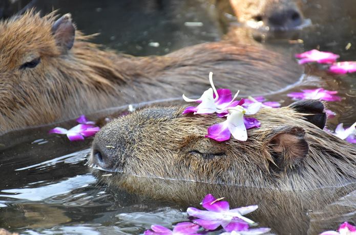 カピバラたちと花の湯