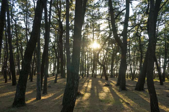千本松公園と夕陽
