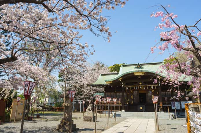 桜咲く沼津日枝神社
