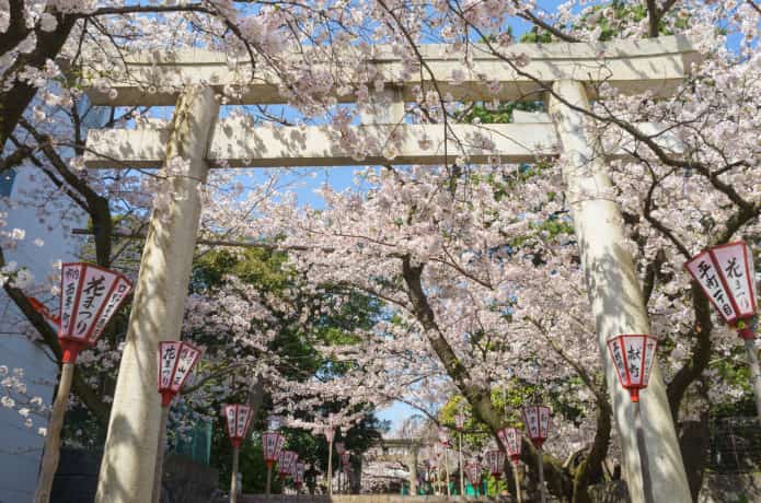 春の沼津日枝神社