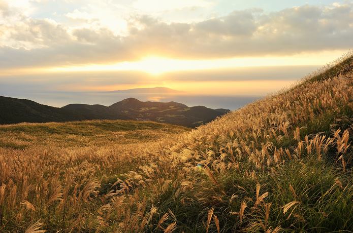 稲取細野高原秋のすすき（10～11月）