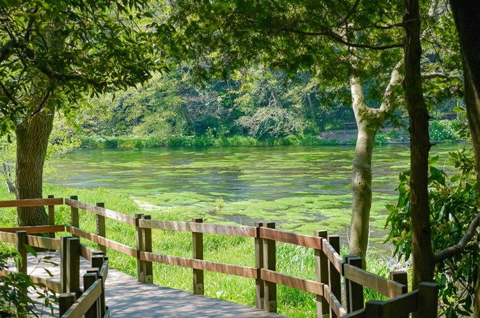 柿田川湧き水
