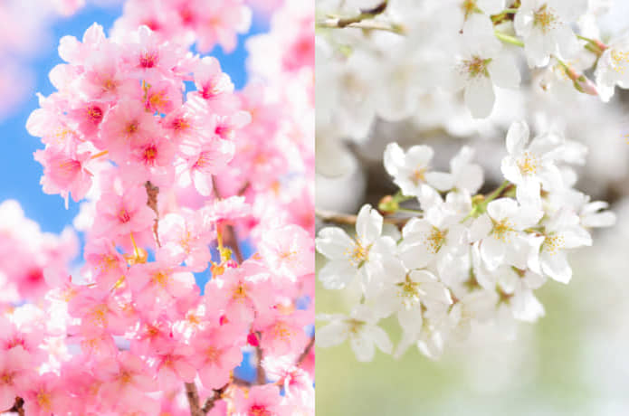 河津桜とソメイヨシノ