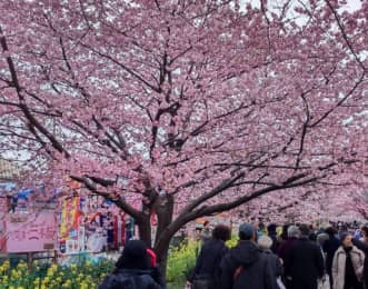 河津桜　花見