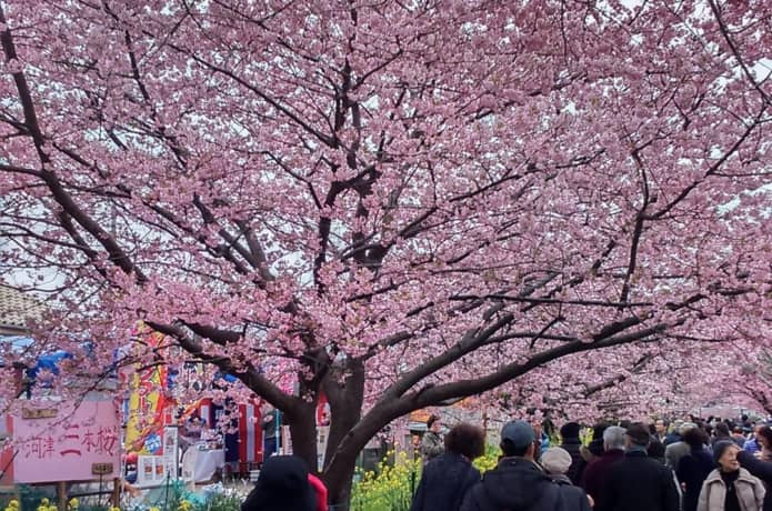 2026年版】河津桜だけじゃない！伊豆のお花見スポット＆桜まつり11選