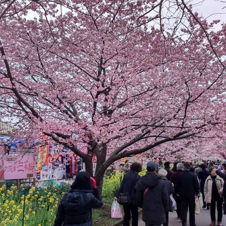 河津桜　花見