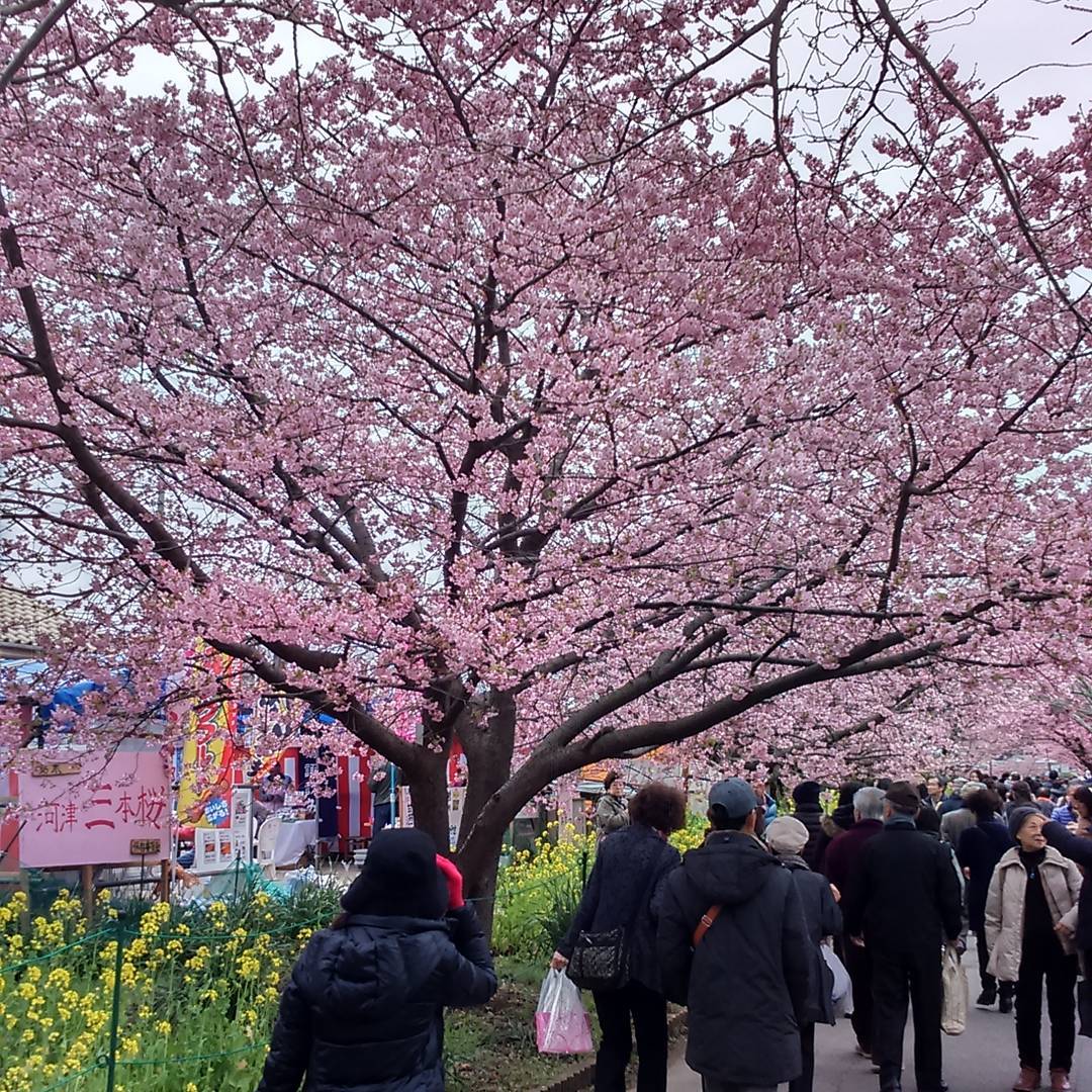 河津桜　花見