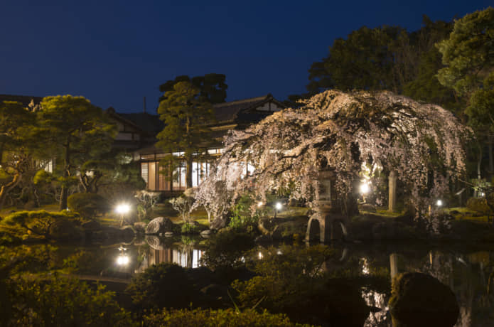 佐野美術館　しだれ桜のライトアップ