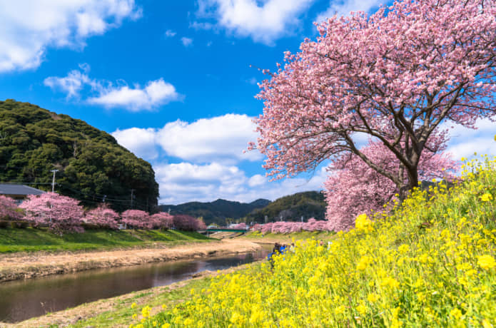 南伊豆町　河津桜