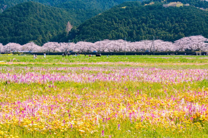 松崎町　田んぼをつかった花畑