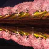 南伊豆　河津桜　ライトアップ