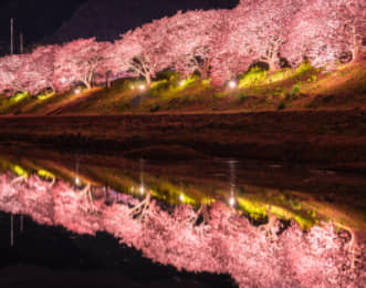 南伊豆　河津桜　ライトアップ