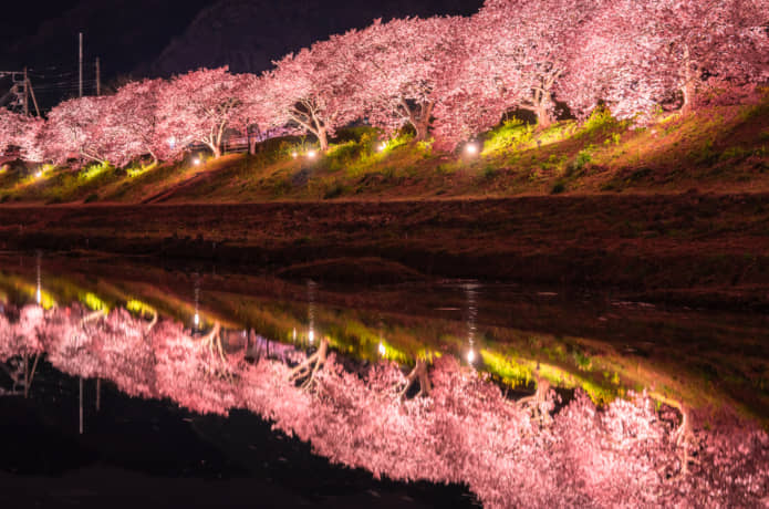 南伊豆　河津桜　ライトアップ