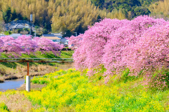 南伊豆町　桜まつり