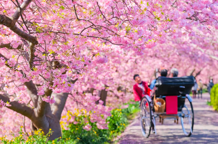南伊豆町　桜と人力車