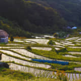 石部の棚田
