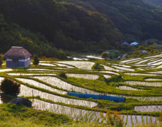 石部の棚田