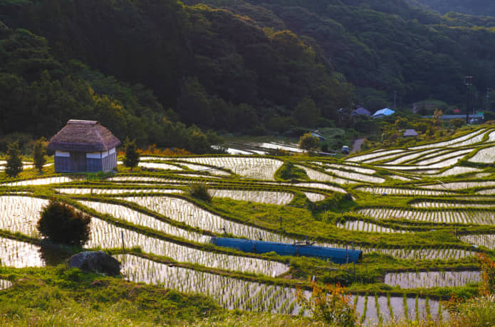 石部の棚田