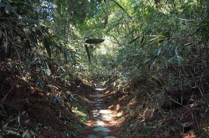 釜石坂　笹の葉