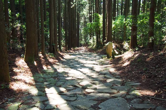 箱根旧街道　杉並木