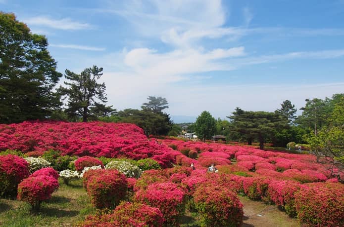 小室山　つつじ