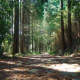 箱根旧街道　願合寺区