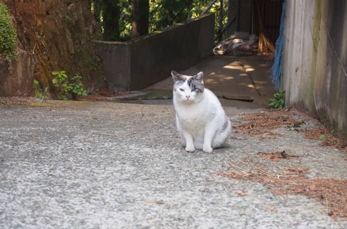 旧東海道　猫