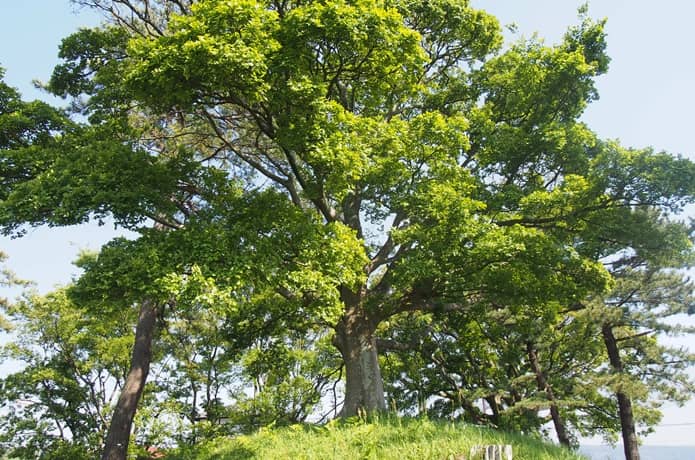 錦田一里塚
