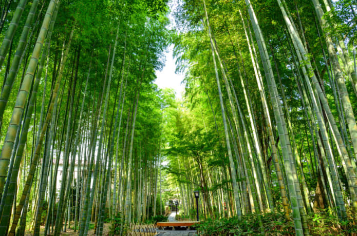 修善寺　竹林の小径