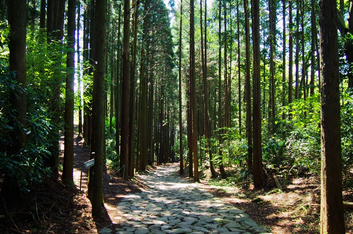 箱根旧街道　石畳