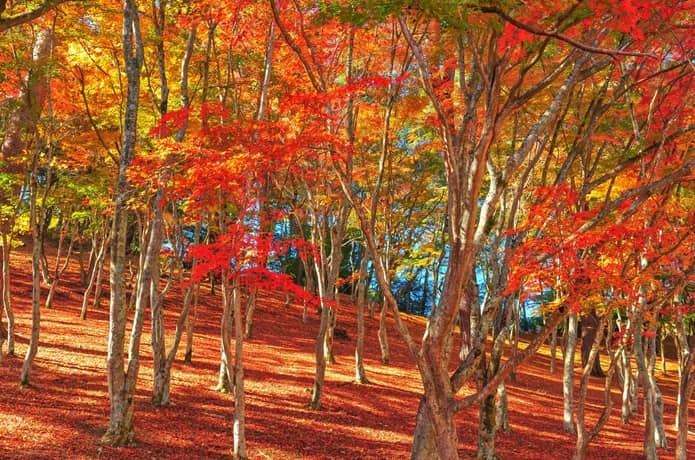 伊豆　紅葉