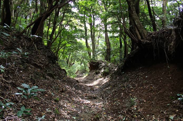 伊豆山恋の森ハイキングコース　下り坂