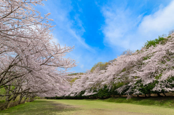 東伊豆クロスカントリークラブの桜