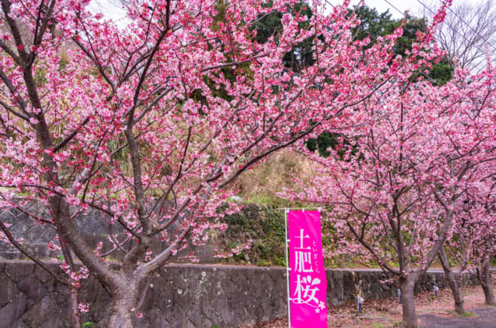土肥桜