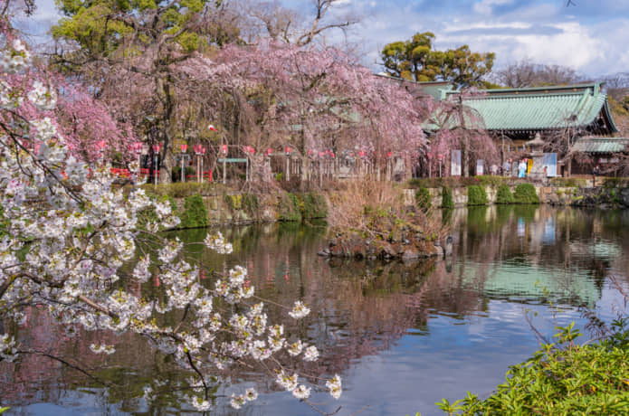 三嶋大社の桜