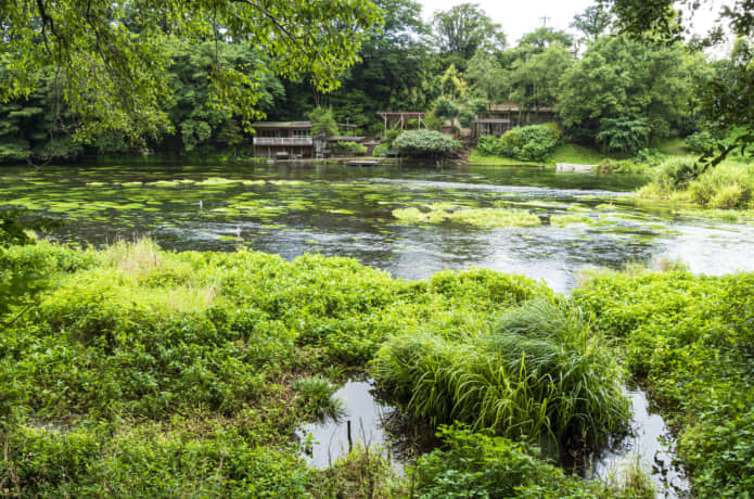 柿田川公園からみる柿田川