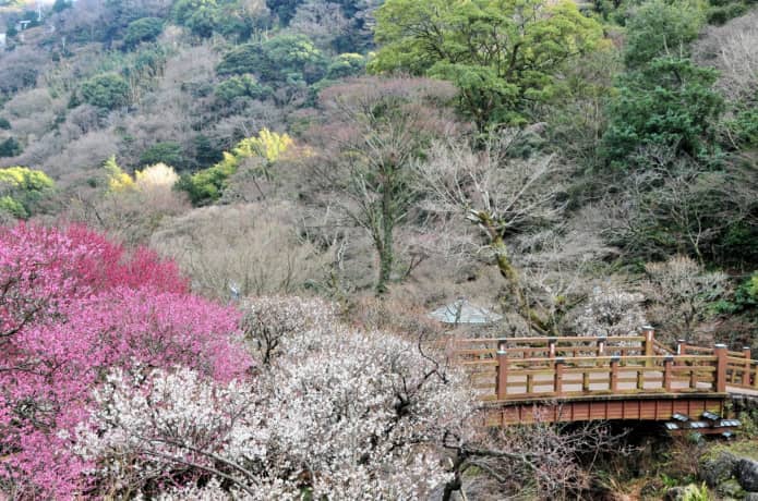 熱海梅園