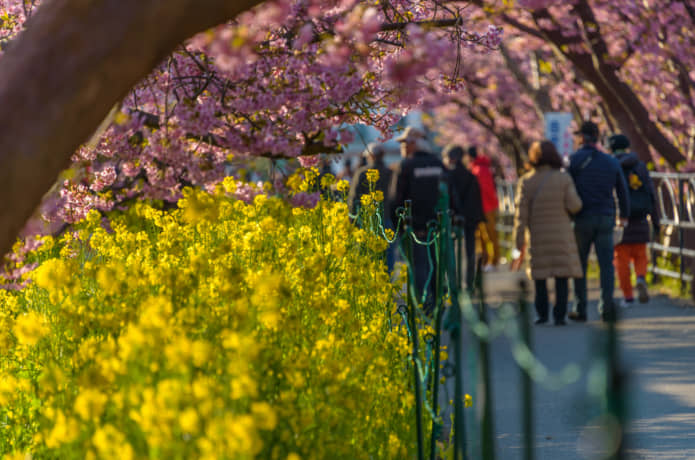 河津桜まつり