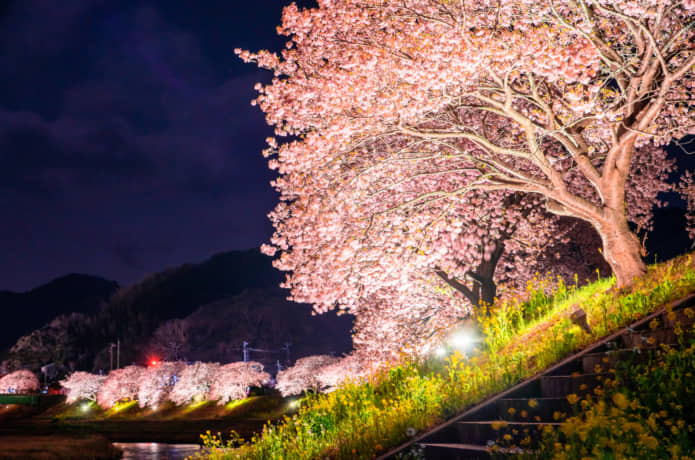 夜の河津桜まつり