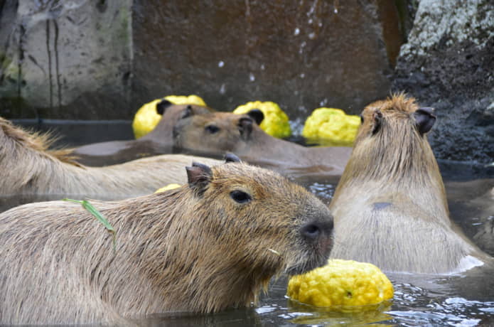 シャボテン公園　カピバラ