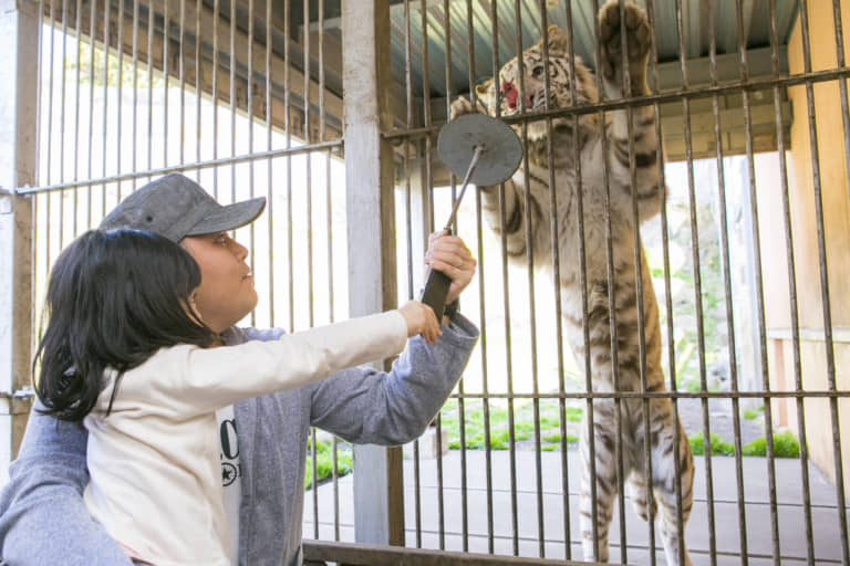 ホワイトタイガー　餌やり