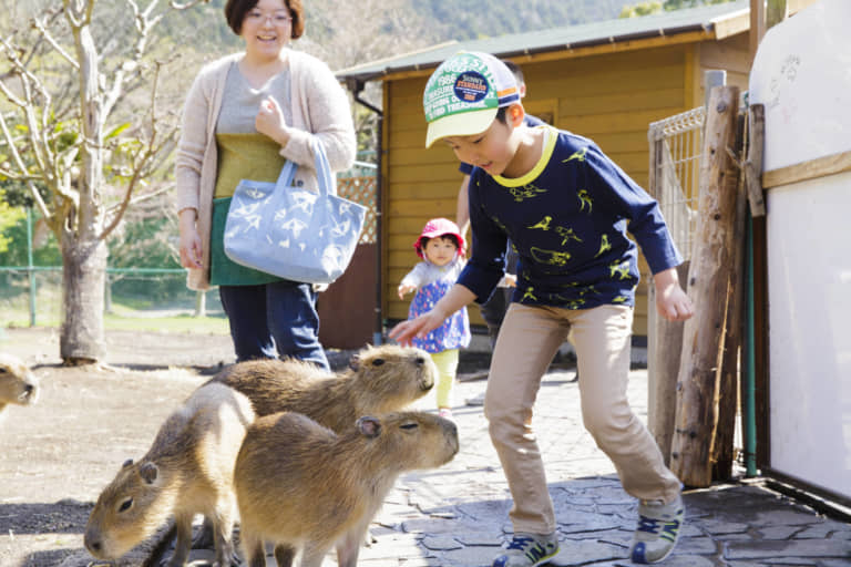 動物　ふれあい