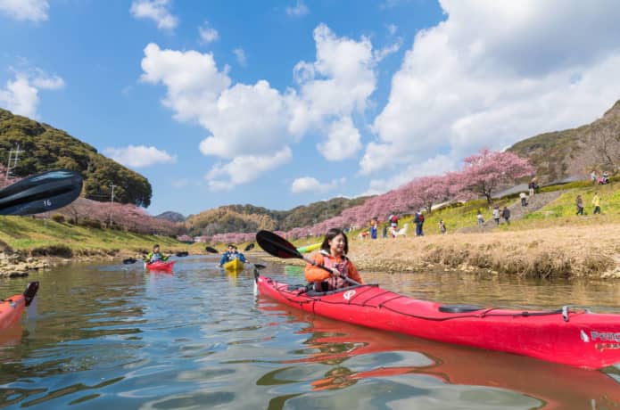 河津桜