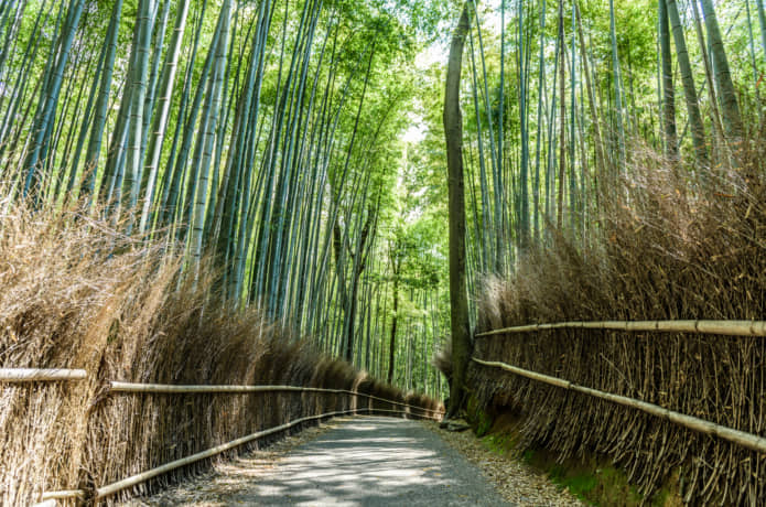 嵐山　竹林