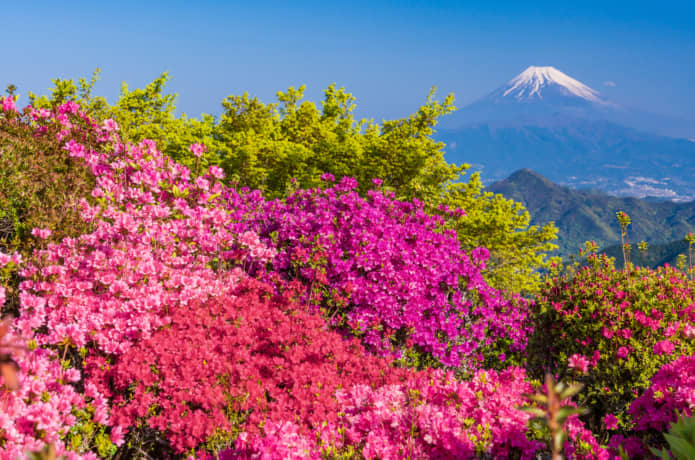 葛城山　ツツジ