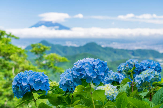 葛城山　アジサイ
