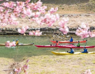 みなみの桜と菜の花まつり